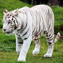 karakter kepribadian harimau putih jpg